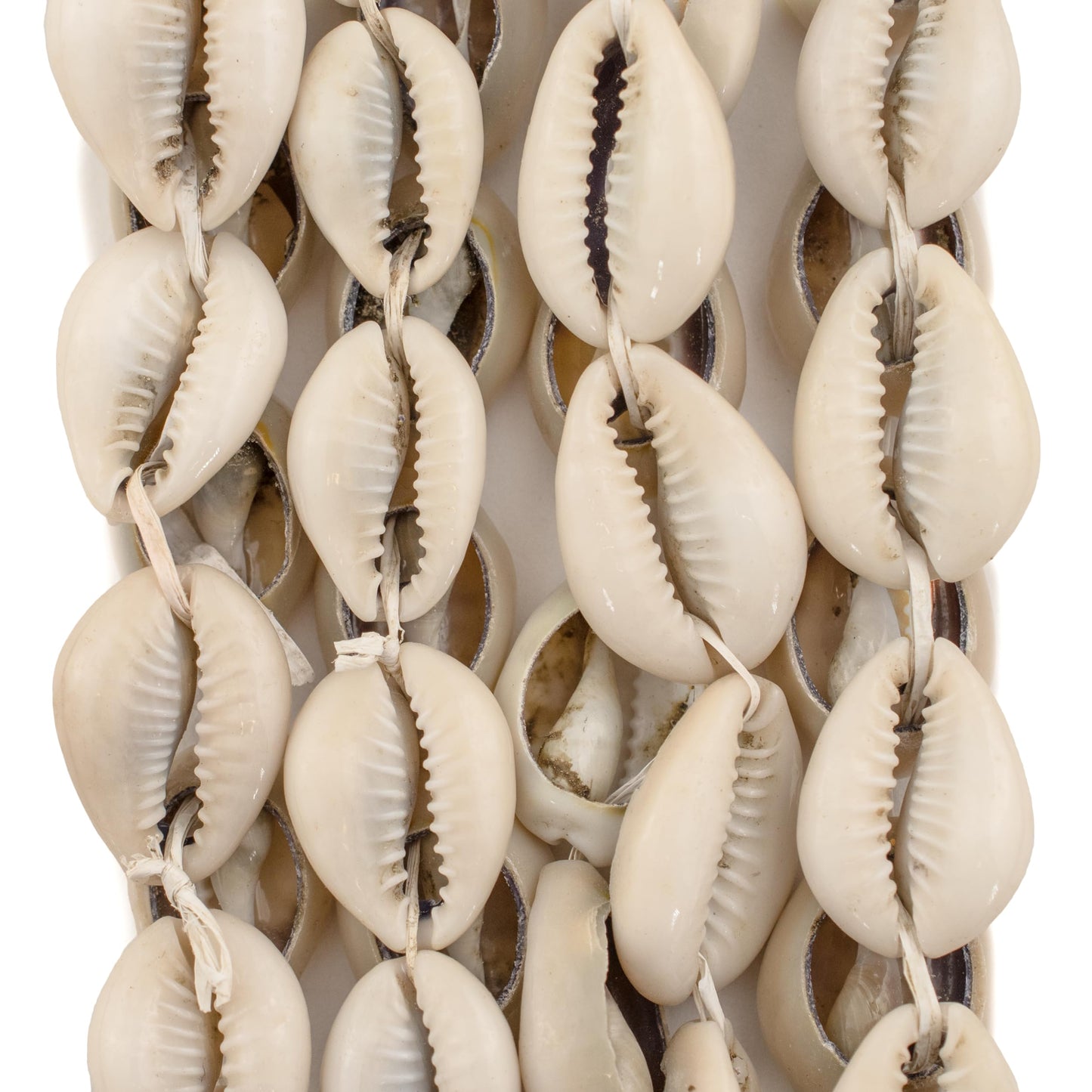 The Bead Chest Kenyan Cowrie Shell Beads 15mm West Africa African White Unusual 22-24 Inch Strand Handmade